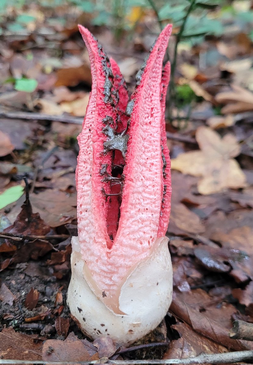 Clathrus archeri.

🚫Not edible🚫

#fungi #mushrooms  #nature #NaturePhotography
#mycology
#mushroomtwitter