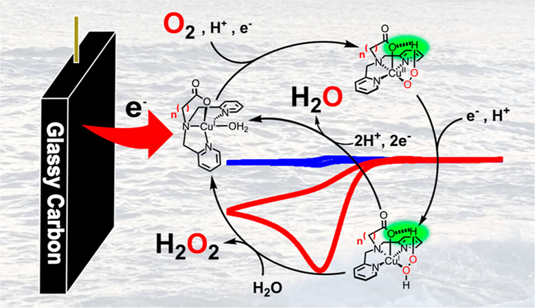 Copper complexes of tripodal ligands with one terminal carboxylato donor show fast electrocatalytic ORR in water at pH 7. The downside: Phosphate buffer causes complex instability at low potentials. Learn all about it from <a href="/McKenzie_SDU/">Christine McKenzie</a> and colleagues pubs.acs.org/doi/10.1021/ac…