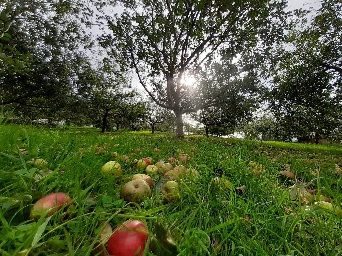 Igor Ferreras tweet media
