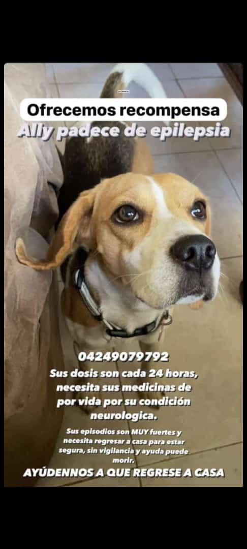 elingilly's tweet photo. Ayúdennos a encontrar a Ally, se escapó de casa 💔

OFRECEMOS RECOMPENSA https://t.co/D3BGPrAbeH