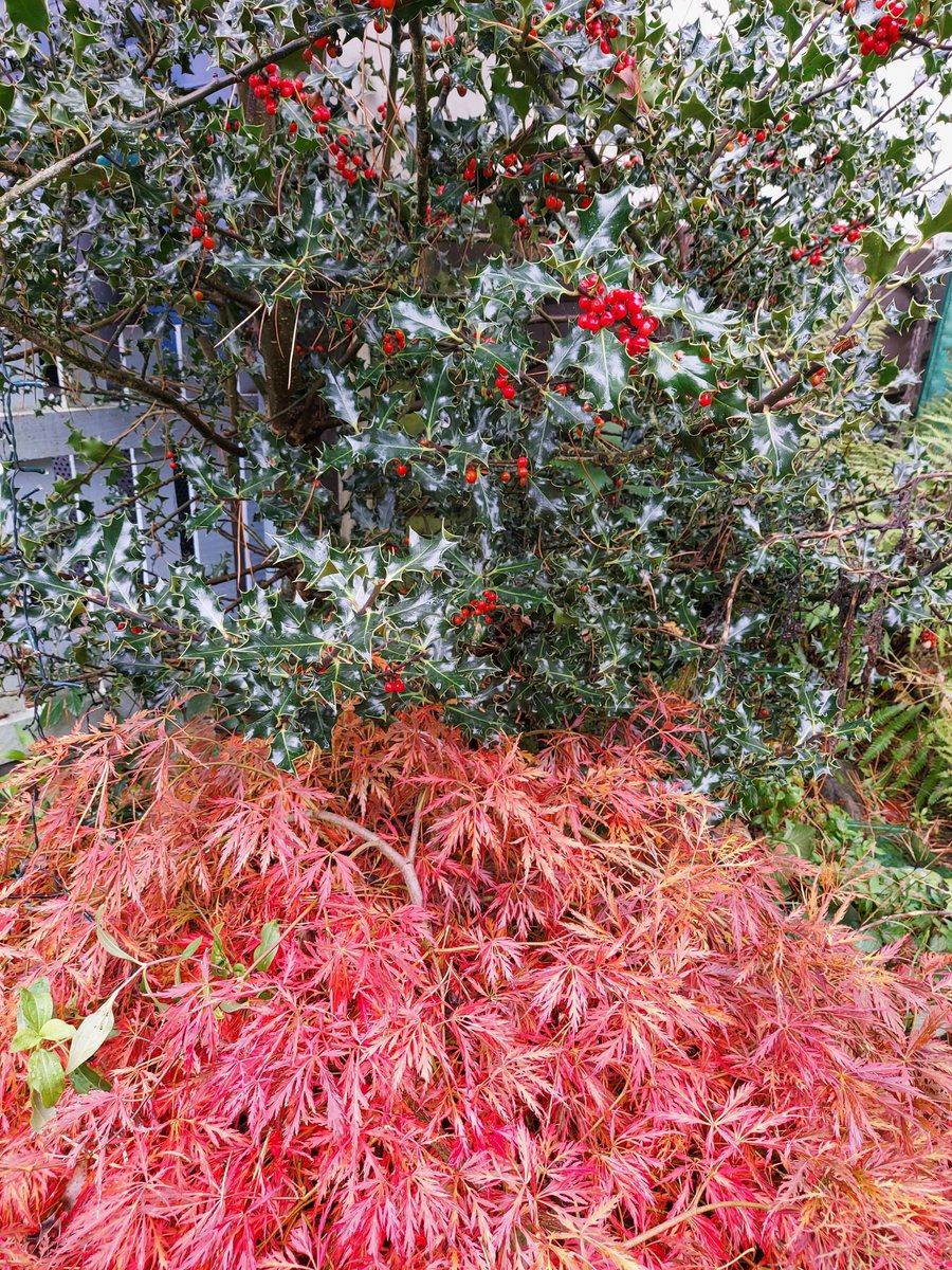 How beautiful is Autumn.  Contrast of two trees - soft and delicate Acer and prickly Holly.  Plenty of berries for the birds.  
bryanandcosolicitors.com
#divorce #wills #probate #LPAs