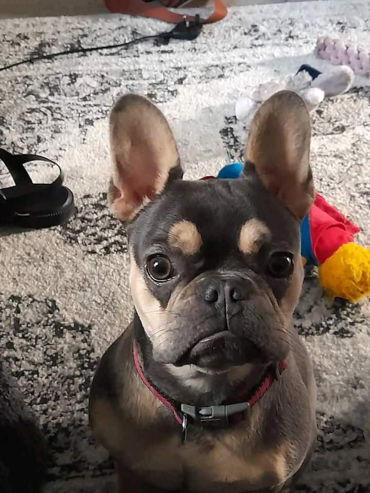 My Betsy's being spayed today, hope she's OK, scary