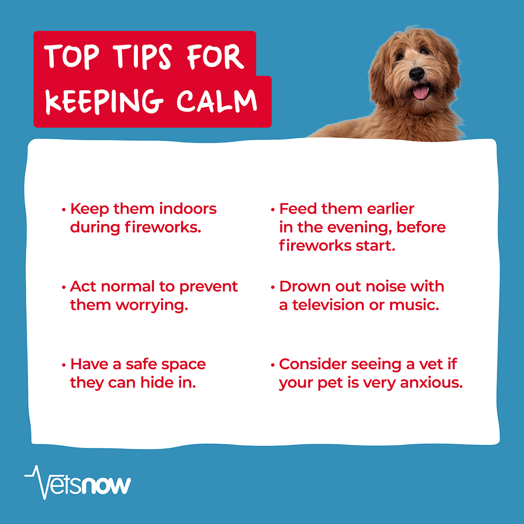 Remember, remember - not everyone enjoys the 5th of November! ✋🐶 Fireworks season can be a terrifying and distressing time for many pets due to the loud bangs and bright lights. Discover valuable tips on keeping your pets calm and safe during this difficult period. 🎇