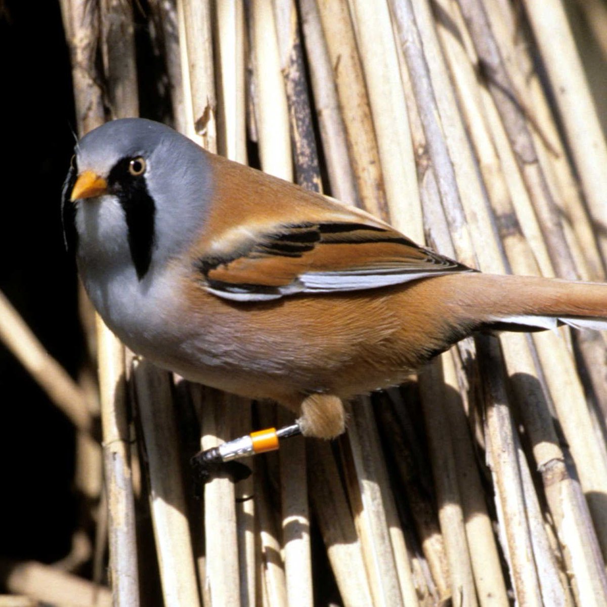 Join us for a relaxing #guidedwalk on Fri 3 Nov as we go in search of wonderful winter #wildlife! We will look out for Bearded Tits, Snipe, wildfowl, Otters & a range of other species that call Leighton Moss home at this of year.
To book, click here: events.rspb.org.uk/events/56320