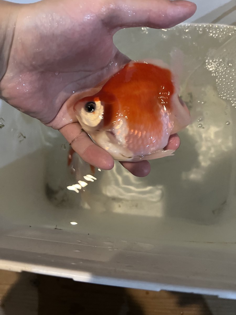 haquapmg's tweet photo. 金魚好きな方教えてください！
今度新潟に行くのですが、
『玉サバの現地小売販売】をしている所はありますか？？

個人的に宮崎薫養鯉場さんの玉サバが欲しいのですが、販売してるのか分かりません😂 https://t.co/WoDcFBHIEj