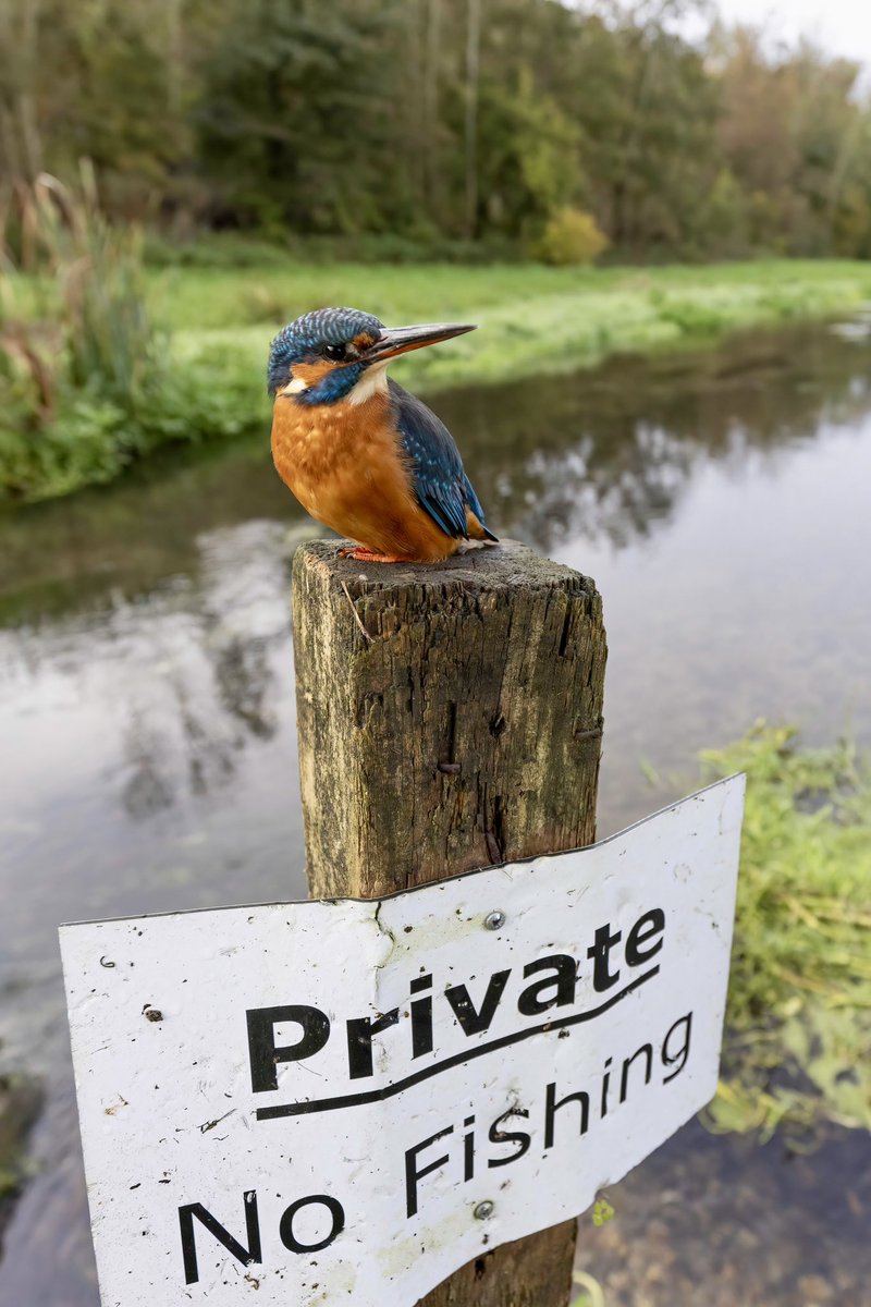 Just had a great morning photographing my favourite kingfisher.