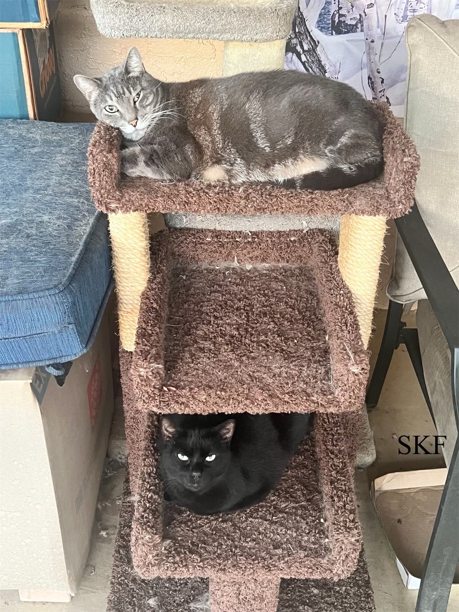 Sierra & Sabre are enjoying this #Caturday Morning here on the Catico,
😺🌅🏡
They send you all lots of Purrs and Meditation’s of Peace, Love, and Happiness as you go about your day.
☮️💖😺
#CatsOfTwitter 
#Purrs4Peace 
#GreyPanfur 
#Panfur