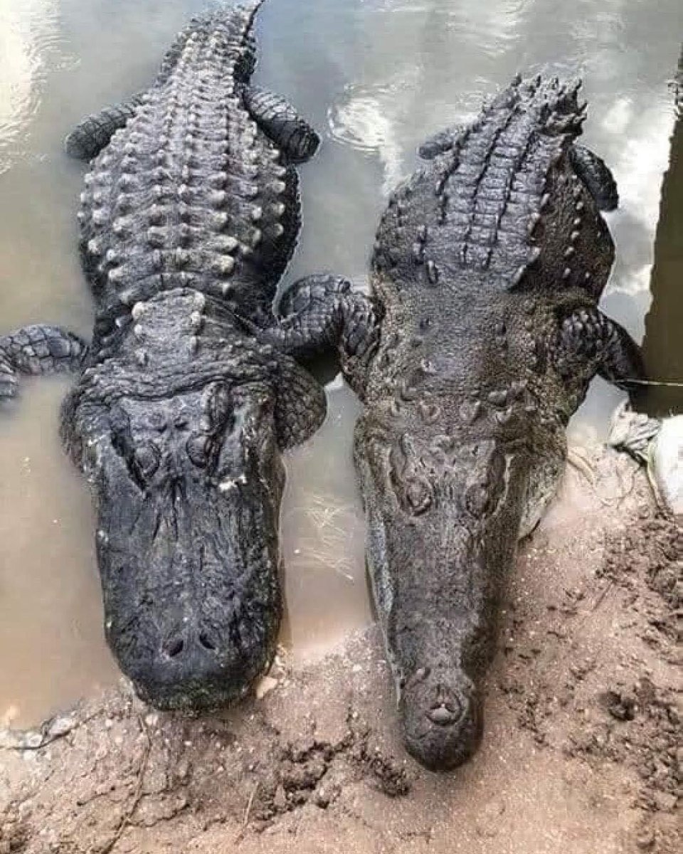 Para los que no saben diferenciar el cocodrilo del caimán, el cocodrilo es el que está al lado del caimán👌🏻