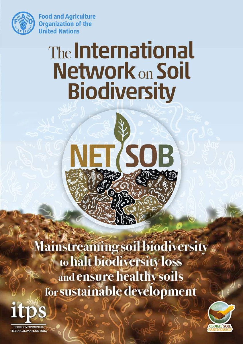 The International Network on Soil Biodiversity - NETSOB - promotes the sustainable use and conservation of soil biodiversity, bringing experts in this field and existing initiatives together 🪱🐞🐛🐌🐜🍄 🔍 Learn more about it ➡️ fao.org/3/cc0128en/cc0…