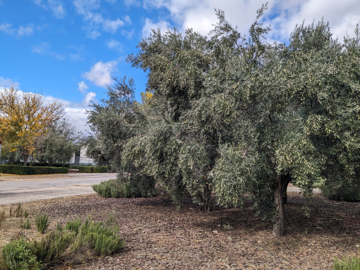 stockstomatoes's tweet photo. Olivos urbanitas a reventar de aceitunas. Las recogerá alguien? A estos precios hay más de 50 pavos en ese árbol. https://t.co/xpOodui7uz
