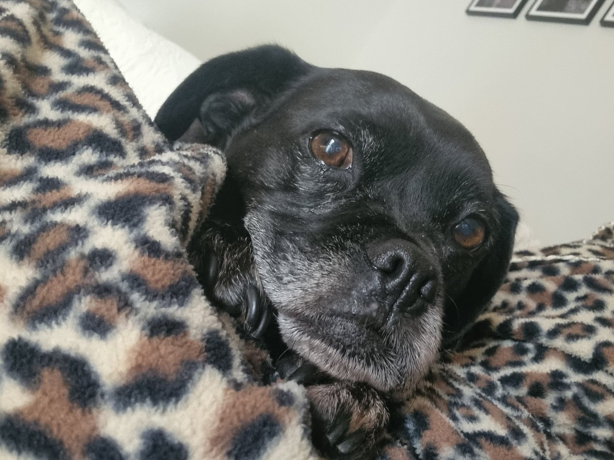 Lazy Saturday morning wrapped in leopard print 🐆 🐕❤️
#itsadogslife