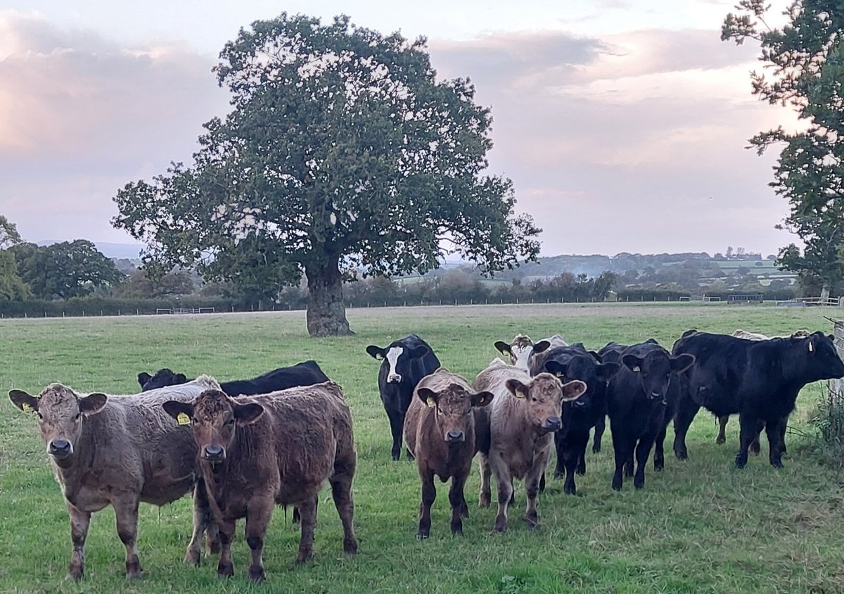 2023 Angus x calves enjoying autumn grazing