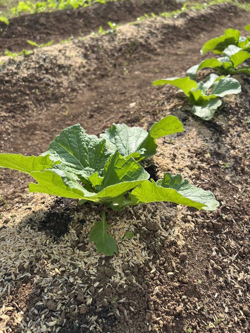 植えるのが遅かったから結球しないかもしれないし、でも暖かいから結球するかもしれないしって感じのウチの白菜🥬 https://t.co/aDgKfiJFC8