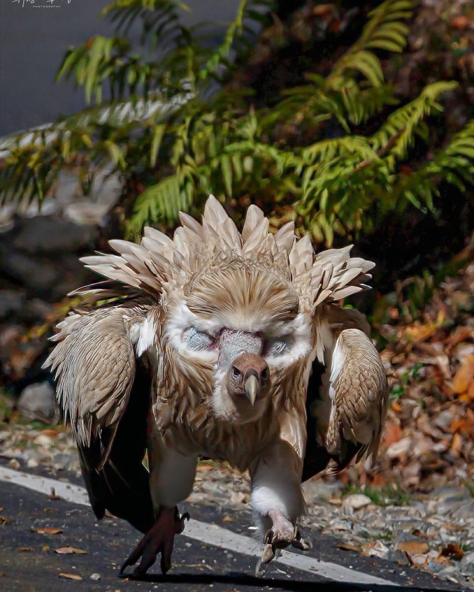 Himalayan griffon vulture

📸 Husein Latif/  husein_latif_24