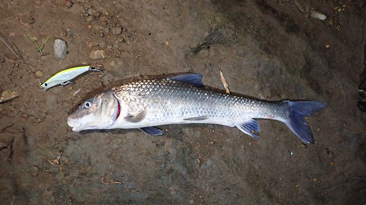 sasametsuribito's tweet image. こんなんシーバスやと思うやん…

#fimoモニター
#POPSEACLEW
#BANQ120S