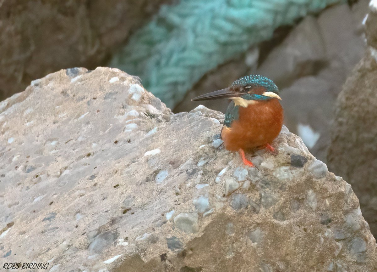 Birding Boat-trip around our local shores with John Sanchez at the helm, Common Kingfisher seen around the eastern side of the rock this morning #Gibraltar #BirdsSeenIn2023 @gonhsgib @BirdingRasta @GibraltarBirds @_BTO @Britnatureguide @GibMarine @NautilusGib @viewtothenorth