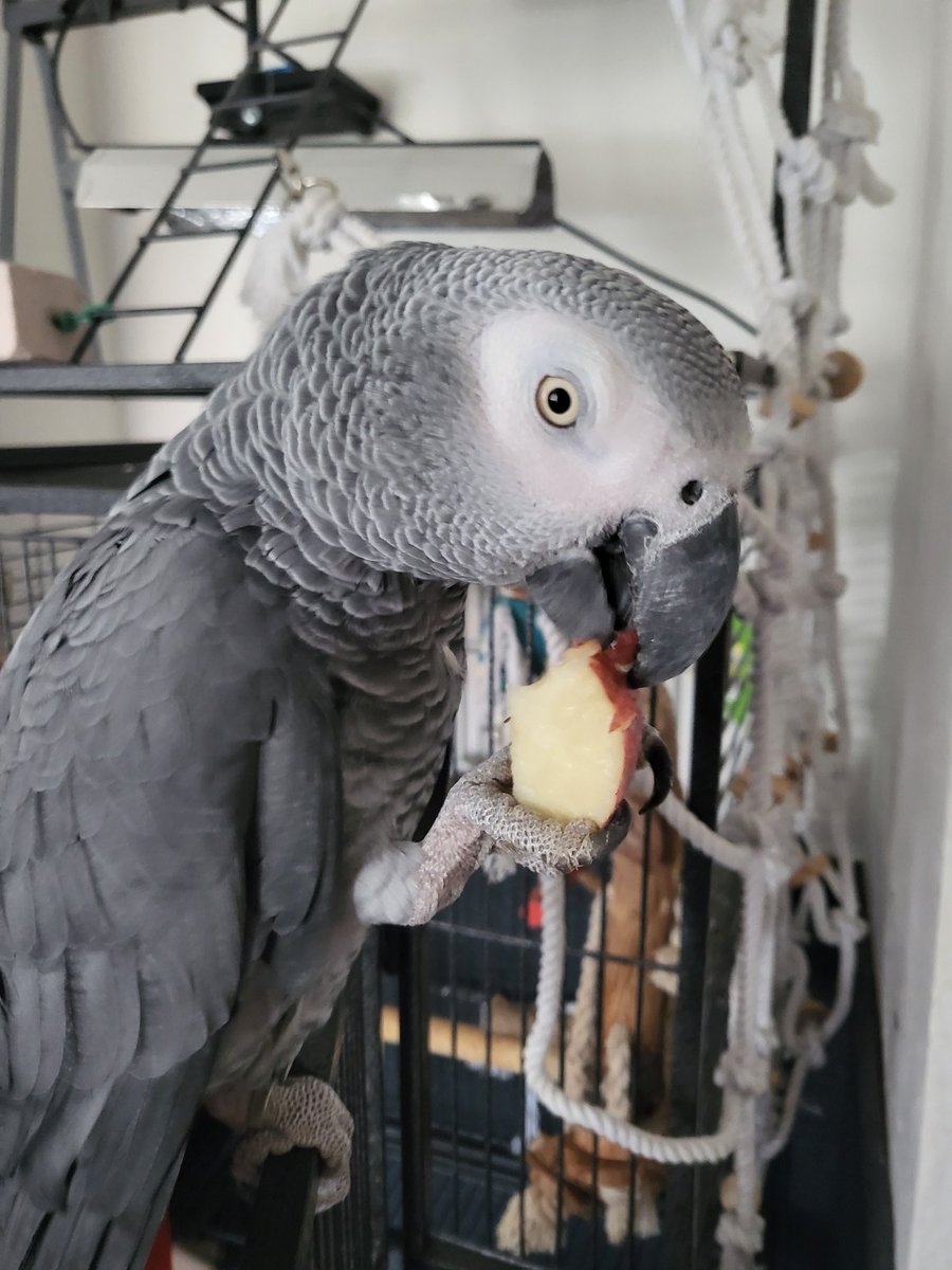 AndrewScrimshaw's tweet photo. Mmmm apple daddy #africangrey #parrots #parrotsofinstagram 🦜😋🦜😋🦜😋❤️❤️❤️ https://t.co/75UMdqiRzH