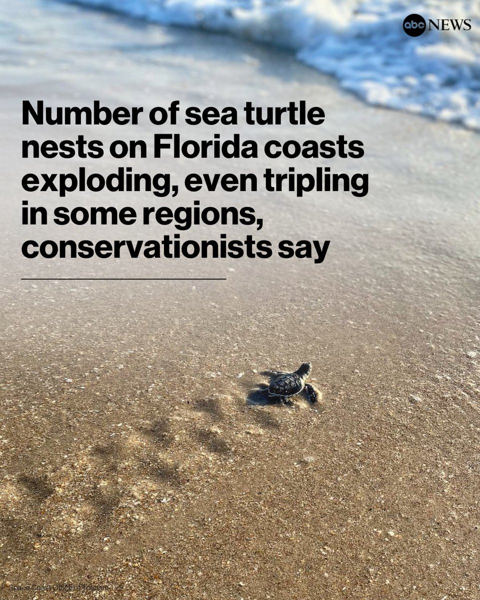 It has been a record year for the sea turtle nesting season in Florida, conservationists say. trib.al/bkXXVPv