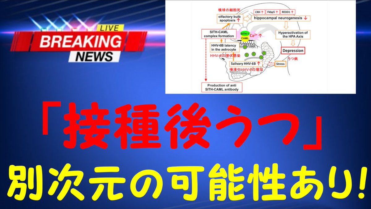 【コロワク接種後のうつ病の全く新しい見解】
・ワクチン後遺症で「うつ病」と診断されるケースはとても多い
・これまでは「いくら検査しても異常なし」という点でそのように判断されていた面も紹介されてきた
・しかしHHV6によるうつ病発生の可能性が浮上。全く別次元のお話youtube.com/watch?v=M-B90o…