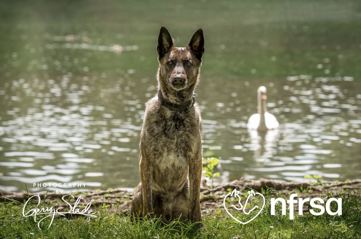 Evening all. A little update on our stunning 2024 calendars by @byGerrySlade nfrsa.org.uk/shop/ Pre-order yours now, they’re genuinely selling fast and we suspect we will run out pretty quickly. All proceeds support retired service animals from the police; fire;