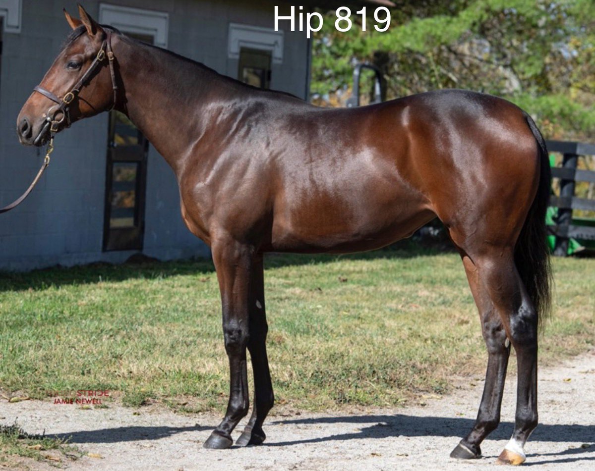 MeahLloyd's tweet image. With the last yearling sale in the books for 2023 here are the 8 we managed to purchase for numerous clients @FasigTiptonCo this past week. Thanks to all of our clients for their continued support. #SearchingForValue #StakesWinningHistory  🏇💨 💨