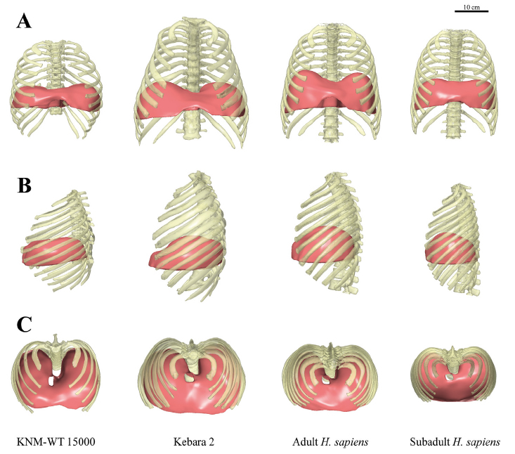 Breathing biomechanics in fossil hominins ! By Jose Lopez-Rey, @MBastir and colleagues Estimation of the upper diaphragm in KNM-WT 15000 (Homo erectus s.l.) ... sciencedirect.com/science/articl… #HumanEvolution