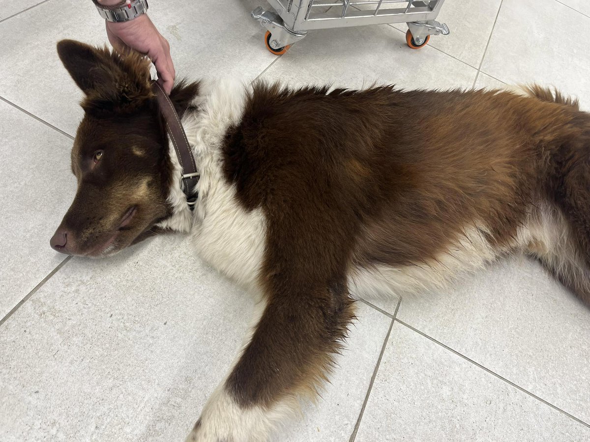 #Ayuda 
Vecinos reportan que este perrito fue encontrado en #Tumbaco , Plaza MegaKiwi av. Interoceánica. Está entrenado y es muy educado. Si lo conoces o sabes quienes son sus dueños comunícate al 0998157346