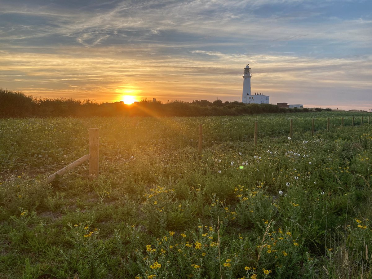 Every little helps support the conservation work on the headland including the planting of the bird crop in the lighthouse grasslands, providing vital food for resident & migrant birds.