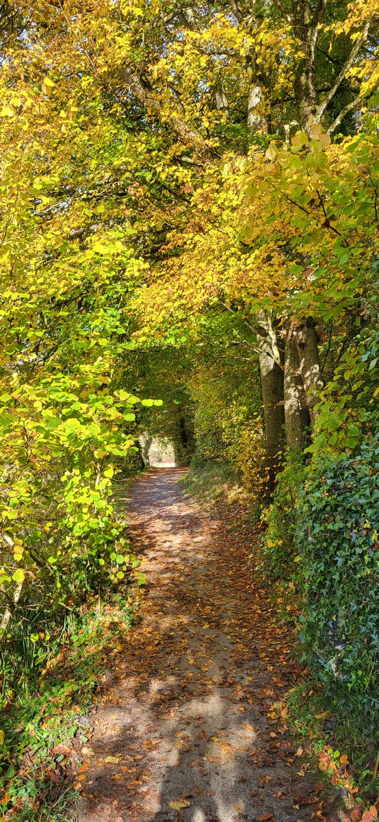 Autumn colours 💖 #Autumn #nature