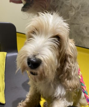 millypod1's tweet image. 🆘26 OCT 2023 #Lost PEGGY #ScanMe
White/Grey Patches Petit Basset Griffon Vendeen Female   .LOCAL HELP NEEDED. PLEASE SHARE. 
near #CrowmarshGifford #Benson nr #A4130
East of #Wallingford #Oxfordshire #OX10 doglost.co.uk/dog-blog.php?d…