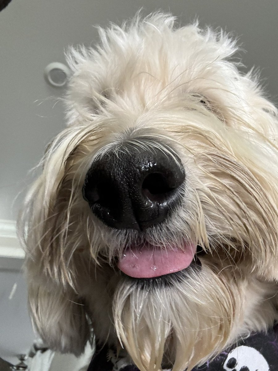 RichGinter's tweet image. BOOP- able content #boopmynose #boop