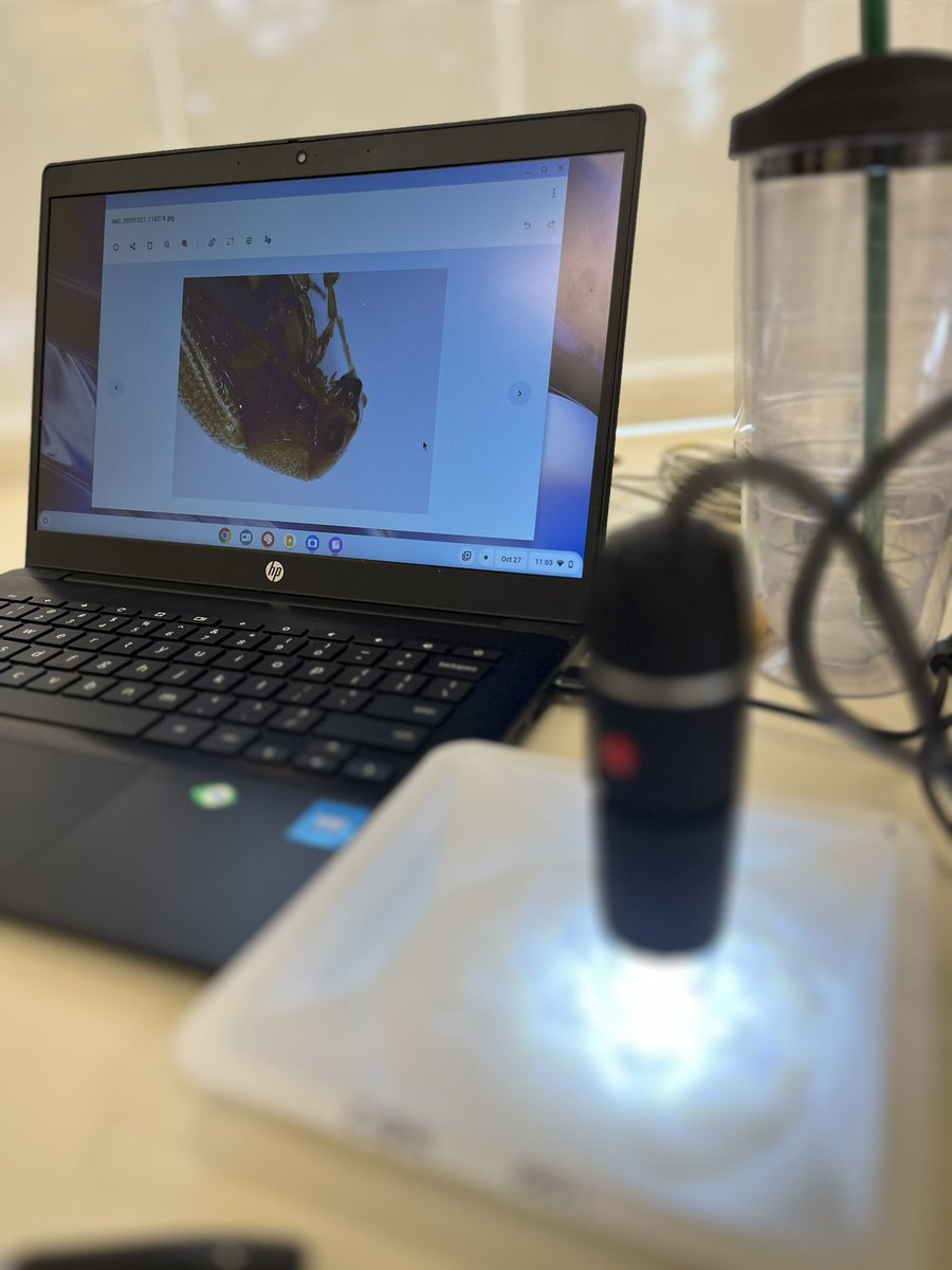 KristenMConklin's tweet image. Exciting day learning with the team at @CSHL extracting DNA from unknown species of insects! 
#dnaextraction #BLI #explorermindset #scienceresearch