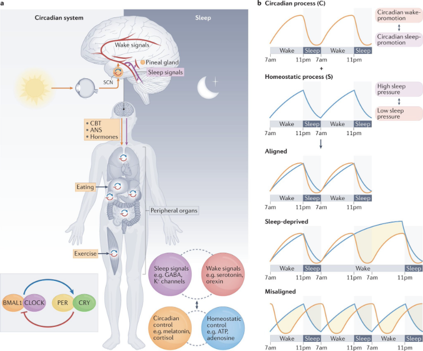 Circadian Health The Impact of Light on your Vitality. --------- Thread ...