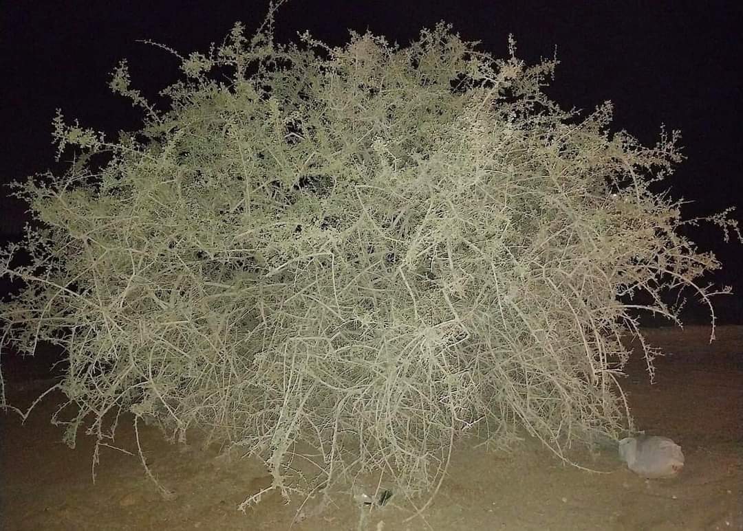 هل تعرفها؟ 

شجرة الغرقد (وهي تعرف بشجرة اليهو د)
لا ساق لها كباقي الأشجار، وإنما شجيرة جاثية 
شوكية على الأرض، متشابكة العروق والأطراف

بها شوك صلبة ذات تأثير سام ولها رائحة نتنة بعض الشيء ثمارها لا تؤكل، ويصل ارتفاعه في الغالب من 1 إلى 2 متر وبعضها في سيناء يصل طوله إلى 5