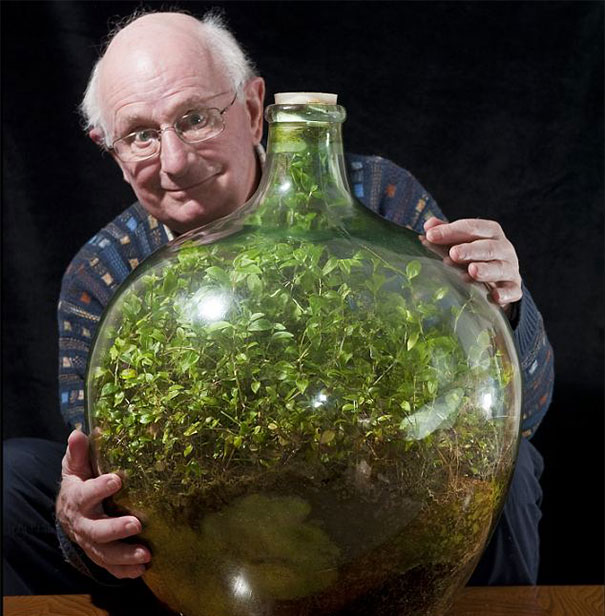 archeohistories's tweet photo. This miniature ecosystem has been thriving in an almost completely isolated state for more than 60 years. It has been watered just once in that time.

The considered as the oldest one grown by David Latimer of England, started in 1960, when he planted a single tradescantia cutting inside, and last opened in 1972, when he added a bit of water, then sealed again, never to be reopened. That means it has been growing inside its bottle with no additional air, water or fertilizer for 47 years. The same photo has been circulating on the Internet for at least a decade. David has certainly aged since then, but the appearance of the terrarium probably hasn’t changed.

The original single spiderwort plant has grown and multiplied, putting out seedlings. As it has access to light, it continues to photosynthesize. The water builds up on the inside of the bottle and then rains back down on the plants in a miniature version of the water cycle.

As leaves die, they fall off and rot at the bottom producing the carbon dioxide and nutrients required for more plants to grow.

📷 : David Latimer’s terrarium hasn’t been watered in 47 years.

© https://t.co/QNZ6XYfhzo

- Subscribe for Weekly Newsletter -
https://t.co/QSjn4yGpeh

#archaeohistories