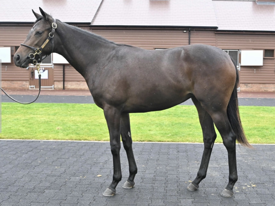 Wildcard Lot 766 is our New Bay filly ⁦@BallylinchStud⁩ ⁦@Goffs1866⁩ Autumn yearling sale ….