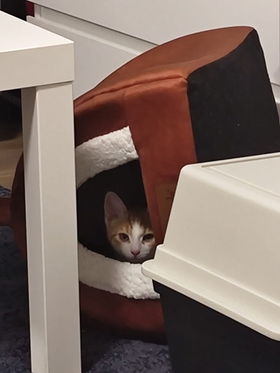 Hibana is figuring out how a cat bed works