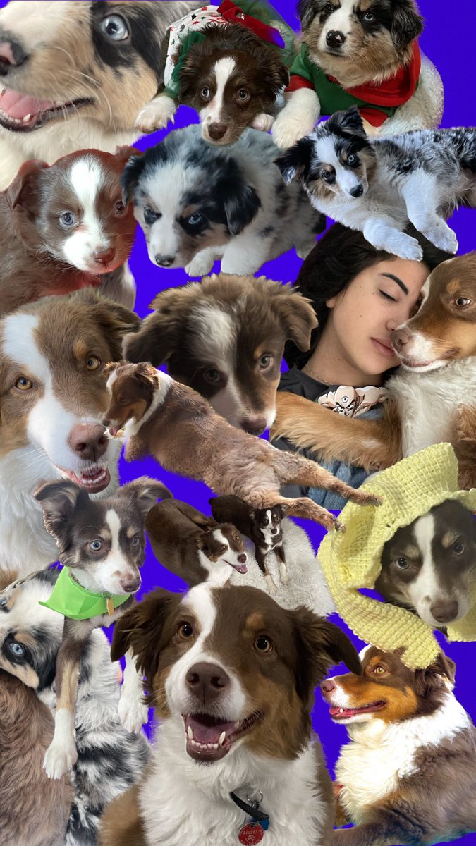 TTVselenalenaxo's tweet photo. A little collage I made of my babies (princess, cookie and panda)🤍 #RIPpanda https://t.co/ETZ9AinK2b