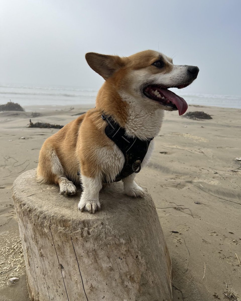 Daaaaaaaaaaaaaaaart
#corgiplanet #corgidaily #corgimoments #dogphotography