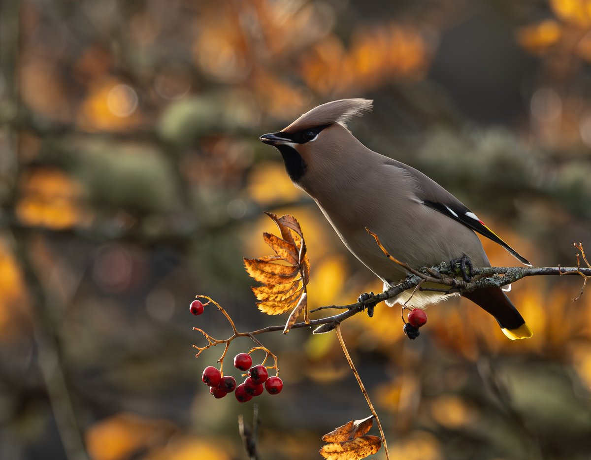 Waxwing today in Central Scotland <a href="/UpperForthBirds/">UpperForth Bird News</a>