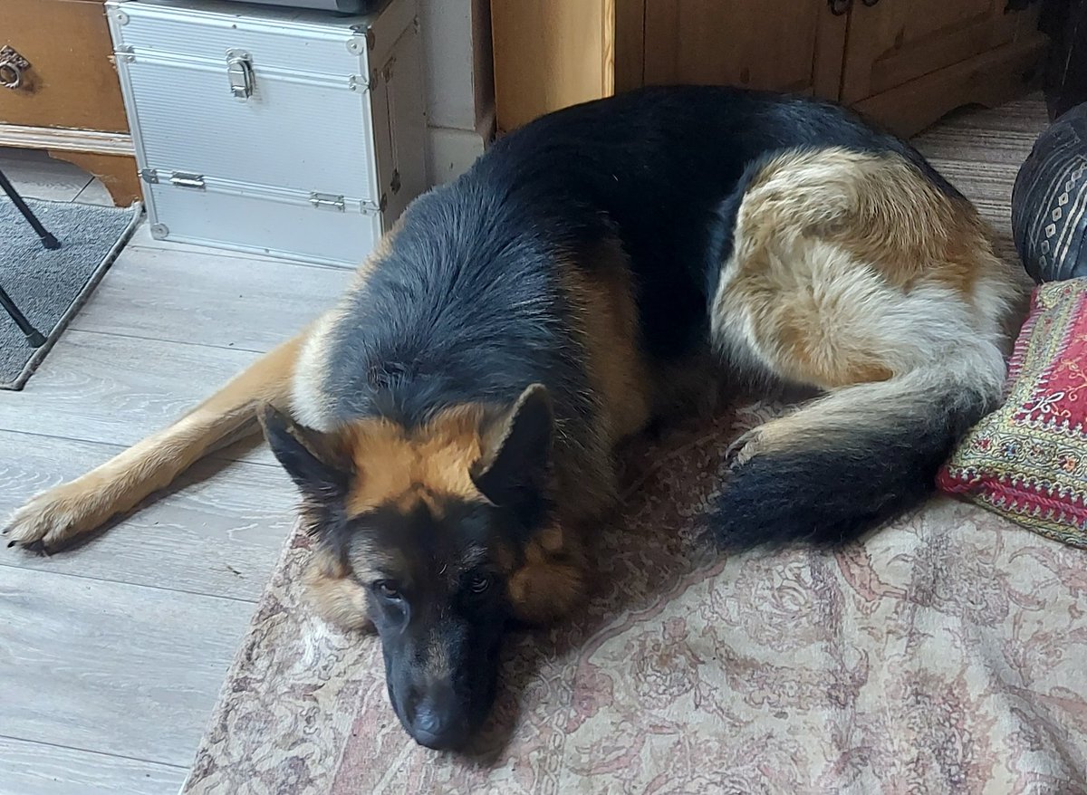 RocksandThor's tweet image. My poor boy, we can&apos;t even play to cheer him up. Knowing that I&apos;ve got to put him through surgery again is killing me. I don&apos;t know how I&apos;d cope if anything were to happen to him 
#Supportdog 
#Dogs
#Emotional  😞