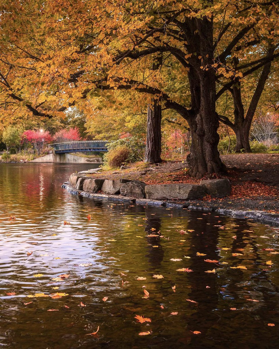 gord_follett's tweet photo. Bowring Park St. John's is full of fall Colours at the moment. I love visiting this place during Autumn. I've been visiting the park for the past week. Here is one my favourite scenes so far. Hope you enjoy! Have a great day!

#newfoundland #canada https://t.co/dr172JYreS