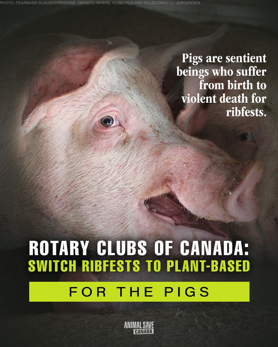 PETITION: drove.com/.2Hfc @Rotary We are encouraging you to transform your ribfests to fundraisers that are healthier for attendees, for the planet, for the animals. A plant-based diet is the ultimate expression of Rotary values! #rotary #rotaryinternational #plantbased
