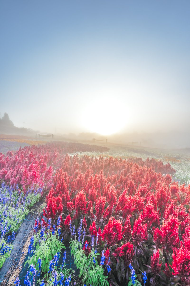 朝霧の花畑