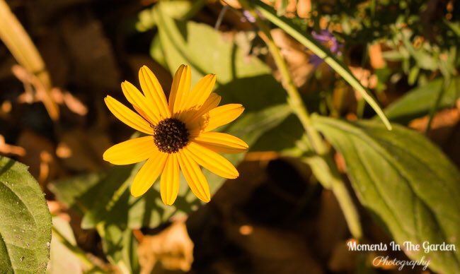 MomentsintheG's tweet image. Lone rudbeckia blooming in my late October garden. #rudbeckia #octobergarden #fallgarden #momentsinthegardenphotography
