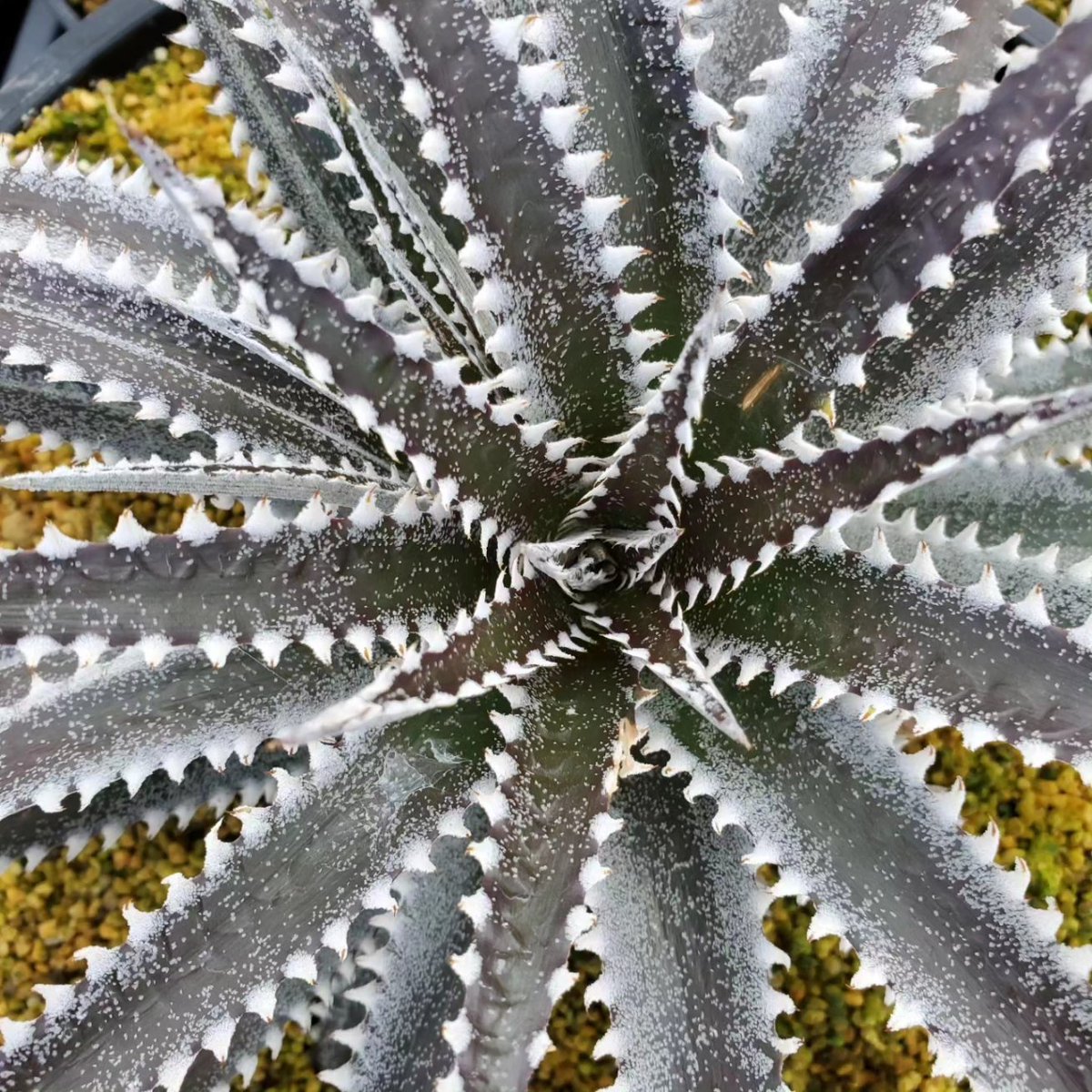 にんにん(Dyckia Maniax ディッキア・マニアックス) (@ninninbgc) / X