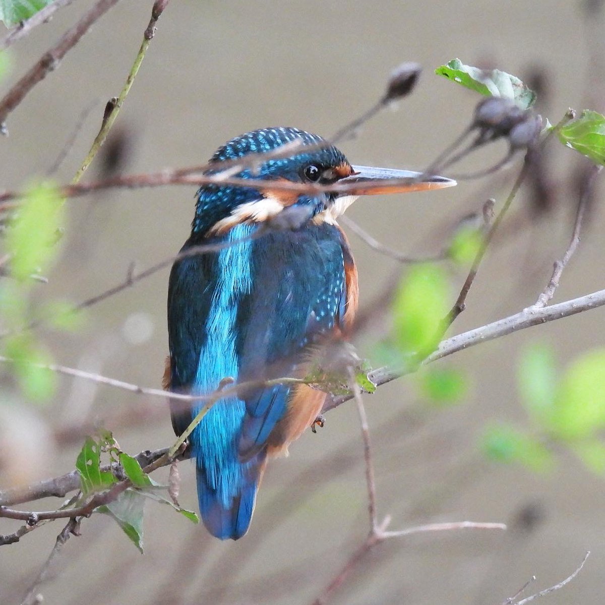 The first time I’ve ever seen a kingfisher! Perched beside a medieval bridge in Bradford-upon-Avon, a flash of iridescent blue. Birdwatching always involves a bit of grace. You set out with a hopeful heart, but you may see almost nothing at all - or stumble upon small miracles.