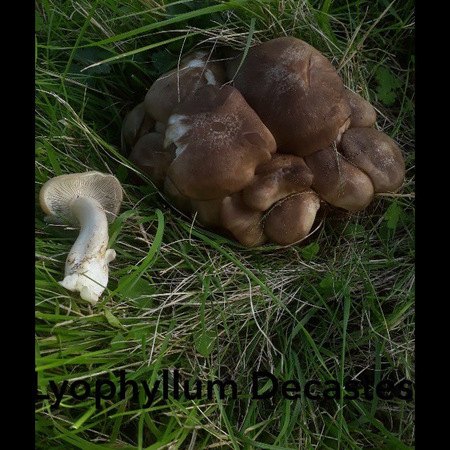 BurgessField's tweet photo. #BurgessField Friend Stuart has identified 5 species of fungi ⬇️ 

1️⃣ Coprinus Comatus (ink cap)
2️⃣ Armillaria Melea (honey fungus) 
3️⃣ Lyophyllum Decastes
4️⃣ Psathyarella Lachrymabunda https://t.co/GEy2xbaWUd