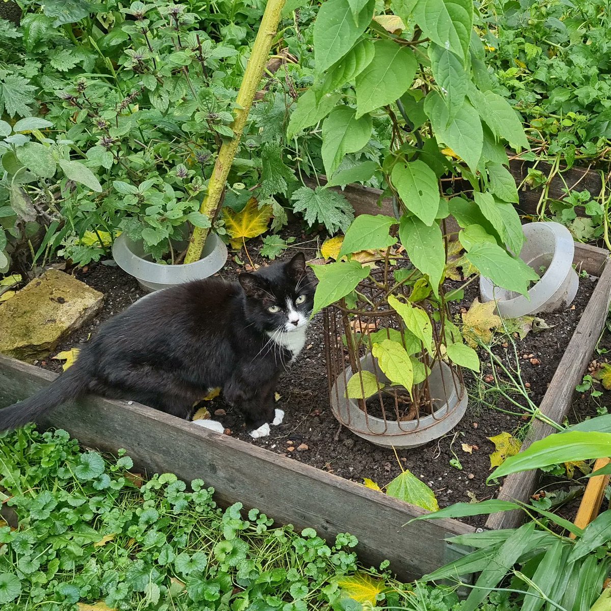Enlothien's tweet photo. Last year, I bought a tiny #Matatabi plant.
Cats are addicted to this plant's smell even more than to catmint or valerian. 
I often find my neighbor's 22-year old cat Socke sitting in the bed and taking a sniff. 😁

#JapanischerStrahlengriffel
#ActinidiaPolygama
#SilverVine https://t.co/wxgBWxqdBg
