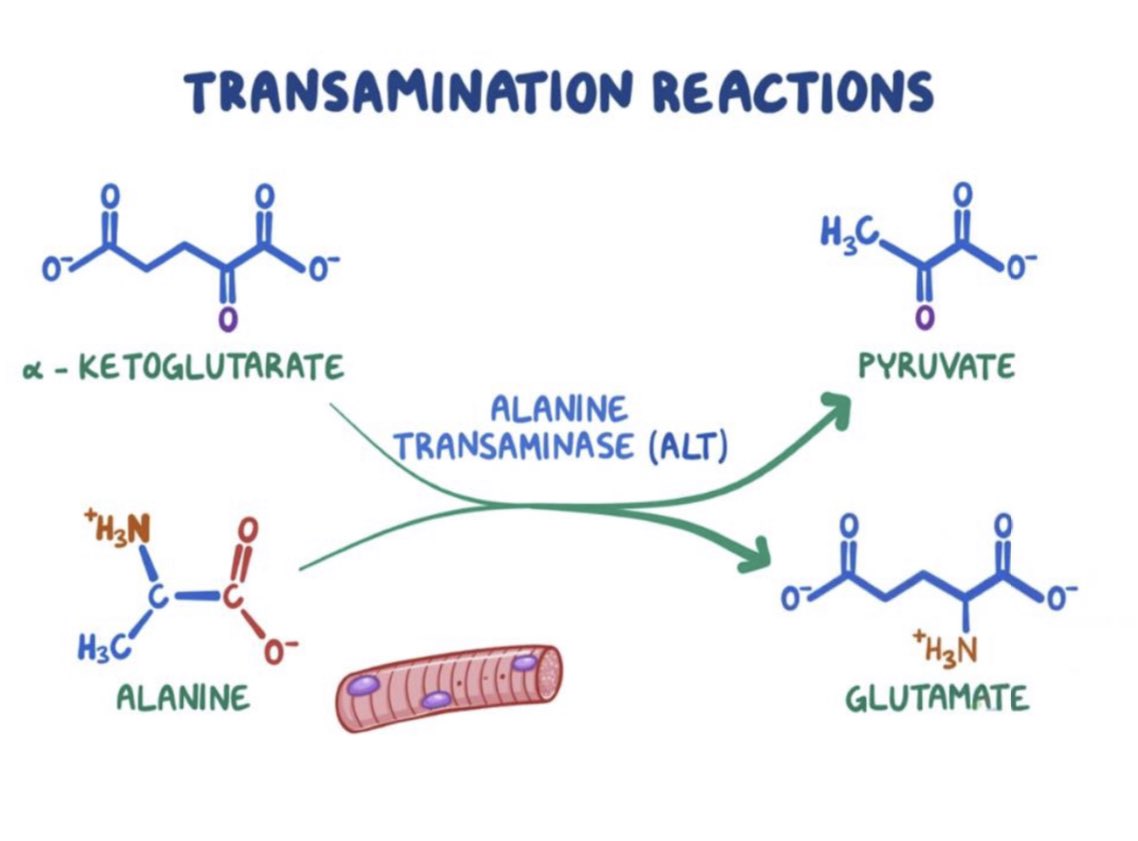 biochemfuture's tweet image. Q.กระบวนการสลายกรดอะมิโน จำเป็นต้องผ่าน transmination ก่อนหรือไหม??

A: ไม่จำเป็น มีกรดอะมิโนบางชนิด สารมารถเกิดกระบวนการ deamination ได้โดยตรง โดยไม่จำเป็นต้องผ่าน transamination มาก่อน อาศัยเอนไซม์ L-amino acid oxidase แต่ pathway นี้ในคนยังไม่ทราบแน่ชัด
#aminoacids #metabolism